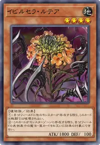 イビルセラ・ルテア