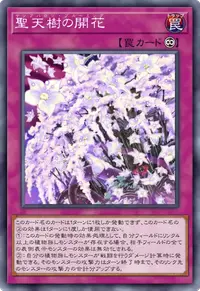 聖天樹の開花