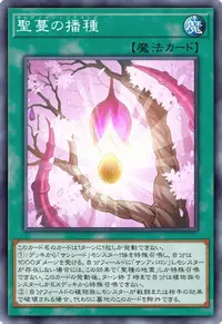 聖蔓の播種