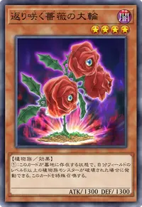 返り咲く薔薇の大輪